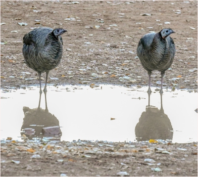 Two Wild Turkeys in a Puddle